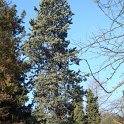 Cupressus arizonica 'Glauca'